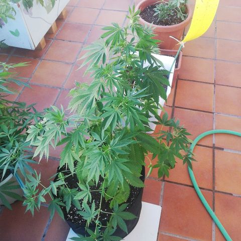 Black Jack  #2 growlog timeline photo