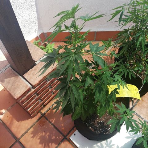 Black Jack  #1 growlog timeline photo