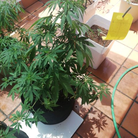 Black Jack  #2 growlog timeline photo