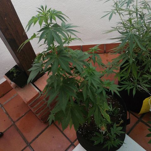 Black Jack  #1 growlog timeline photo