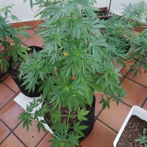 Black Jack  #2 growlog timeline photo