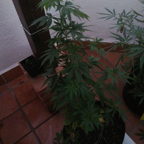 Black Jack  #1 growlog timeline photo