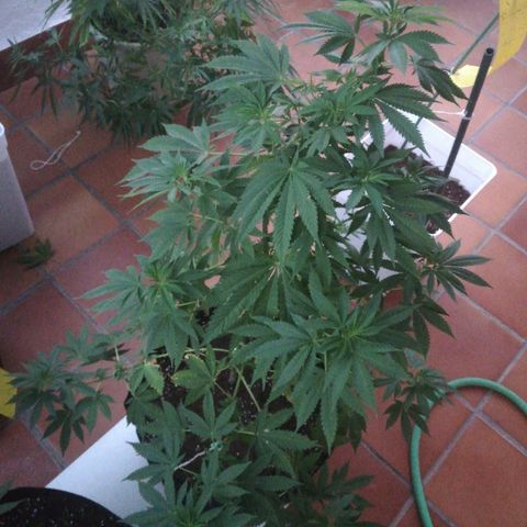 Black Jack  #2 growlog timeline photo