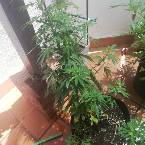 Black Jack  #1 growlog timeline photo