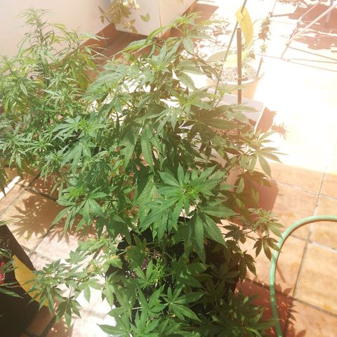 Black Jack  #2 growlog timeline photo