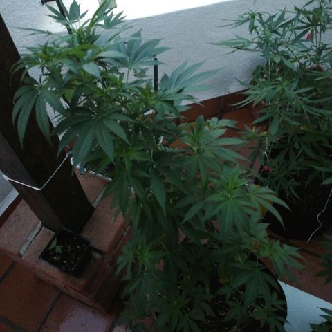 Black Jack  #1 growlog timeline photo
