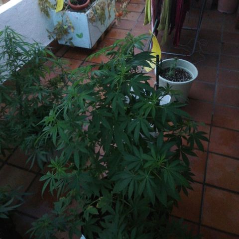 Black Jack  #2 growlog timeline photo