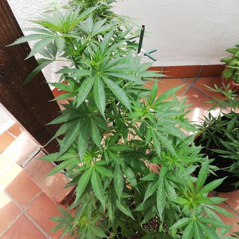 Black Jack  #1 growlog timeline photo