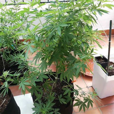 Black Jack  #2 growlog timeline photo