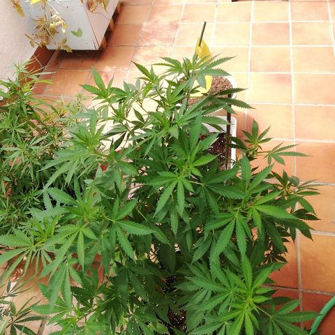 Black Jack  #2 growlog timeline photo