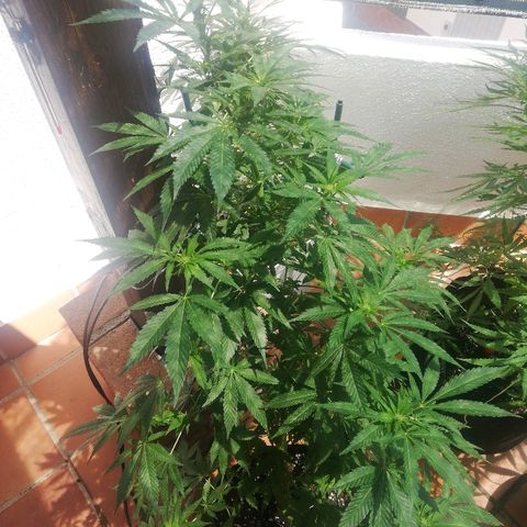 Black Jack  #1 growlog timeline photo