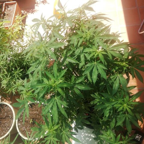Black Jack  #2 growlog timeline photo