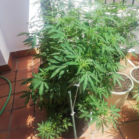 Black Jack  #2 growlog timeline photo