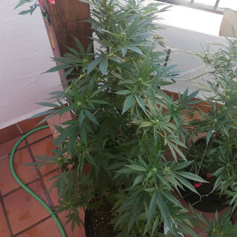 Black Jack  #1 growlog timeline photo