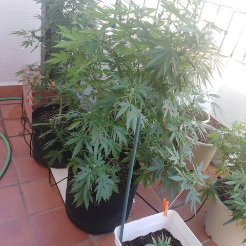 Black Jack  #2 growlog timeline photo