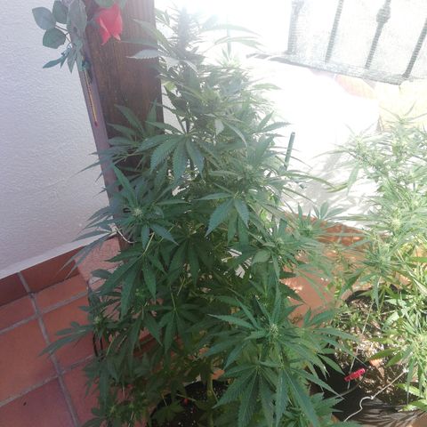 Black Jack  #1 growlog timeline photo
