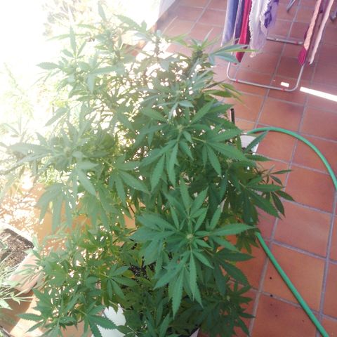 Black Jack  #2 growlog timeline photo