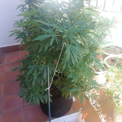 Black Jack  #2 growlog timeline photo