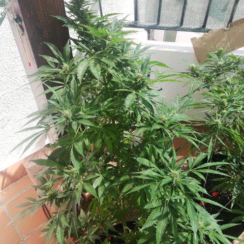 Black Jack  #1 growlog timeline photo