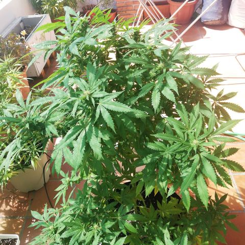 Black Jack  #2 growlog timeline photo