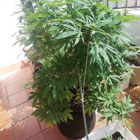 Black Jack  #2 growlog timeline photo