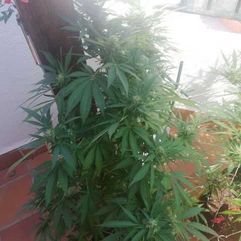 Black Jack  #1 growlog timeline photo