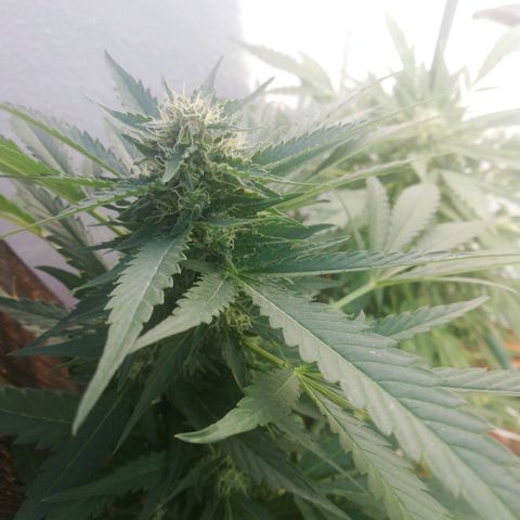 Black Jack  #1 growlog timeline photo