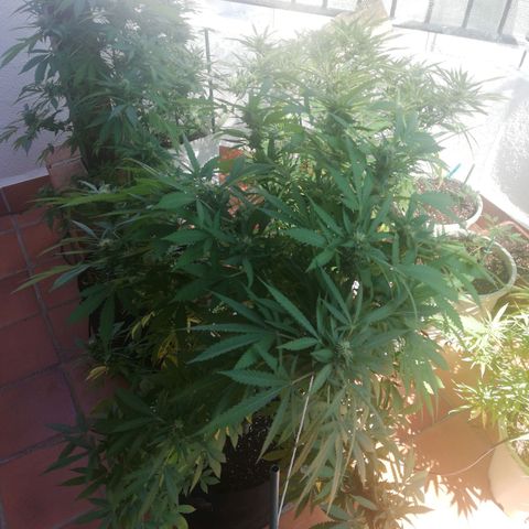 Black Jack  #2 growlog timeline photo