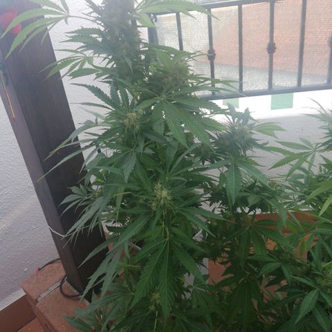 Black Jack  #1 growlog timeline photo