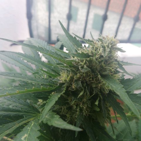 Black Jack  #1 growlog timeline photo