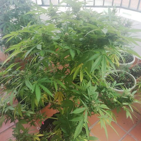 Black Jack  #2 growlog timeline photo