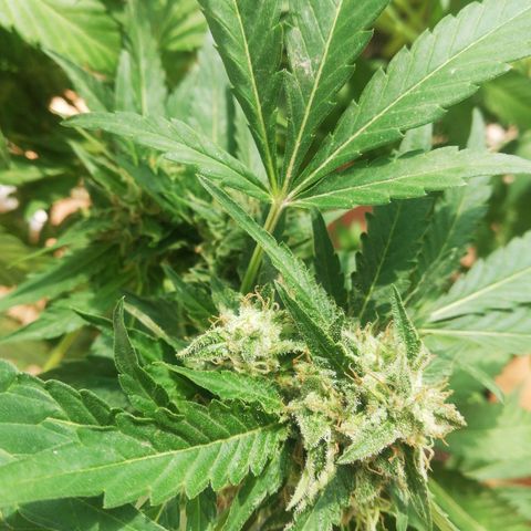 Black Jack  #1 growlog timeline photo