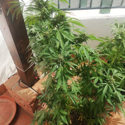 Black Jack  #1 growlog timeline photo