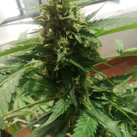 Black Jack  #1 growlog timeline photo