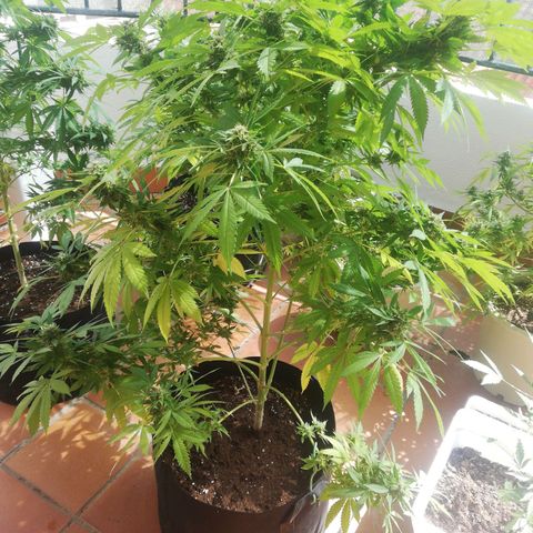 Black Jack  #2 growlog timeline photo