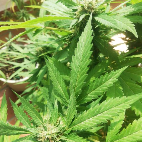 Black Jack  #2 growlog timeline photo
