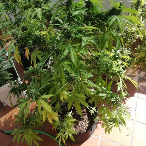Black Jack  #2 growlog timeline photo