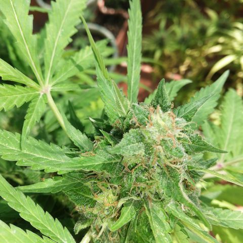 Black Jack  #2 growlog timeline photo
