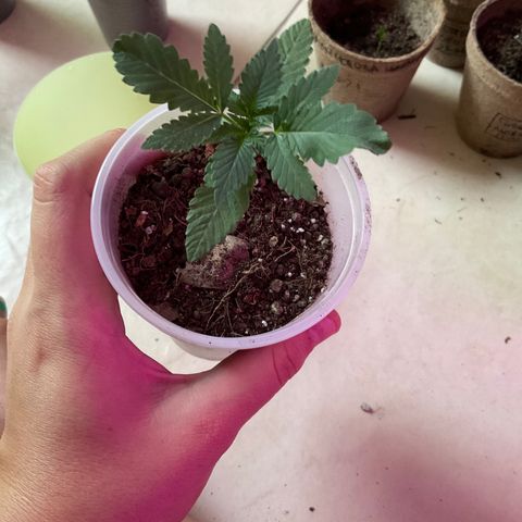 Fruity P.-04 growlog timeline photo