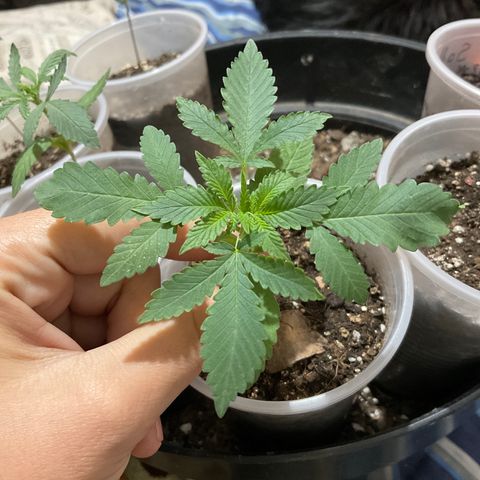 Fruity P.-04 growlog timeline photo