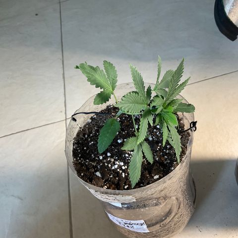 Fruity P.-04 growlog timeline photo