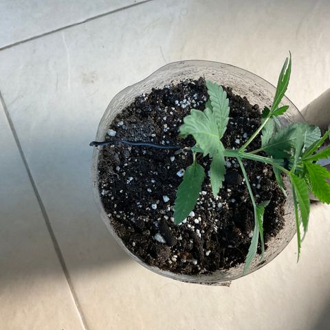 Fruity P.-04 growlog timeline photo