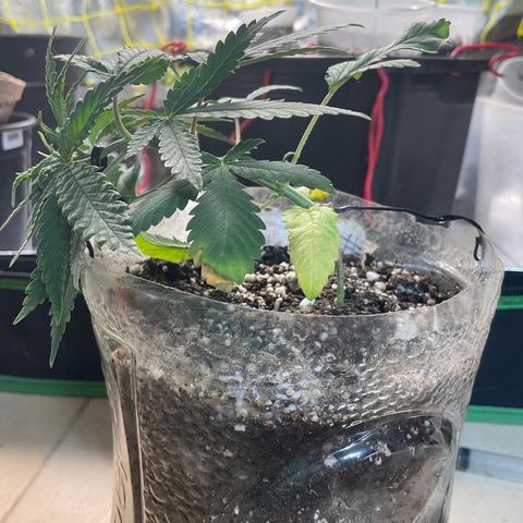 Fruity P.-04 growlog photo: Ph 5.8