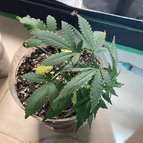 Fruity P.-04 growlog photo: Ph 5.8