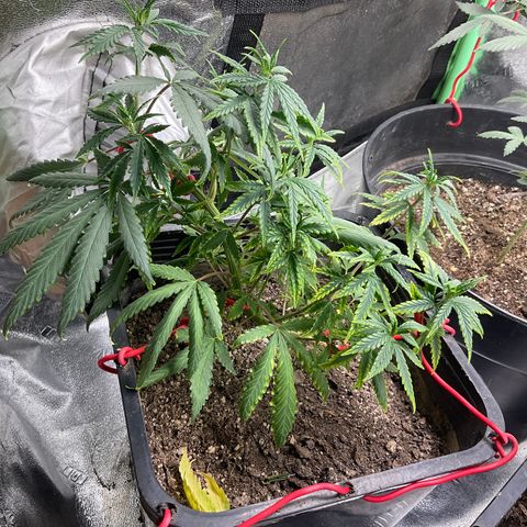 Fruity P.-04 growlog timeline photo