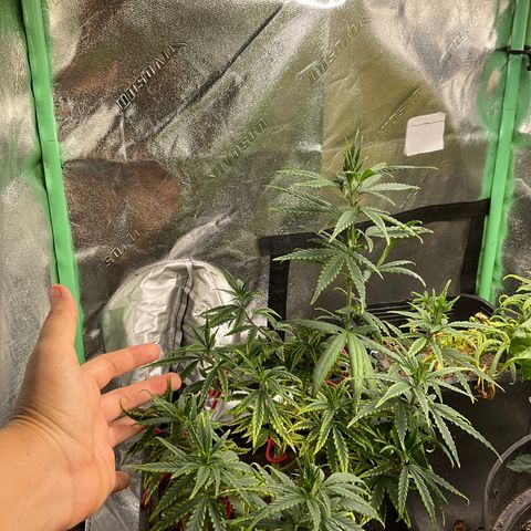 Fruity P.-04 growlog timeline photo