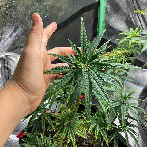 Fruity P.-04 growlog timeline photo