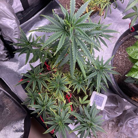 Fruity P.-04 growlog timeline photo