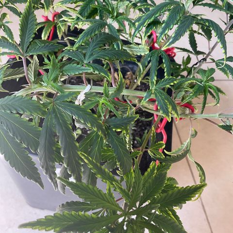 Fruity P.-04 growlog photo: Hoy viernes no hubo riego