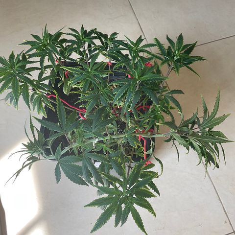 Fruity P.-04 growlog photo: Hoy viernes no hubo riego